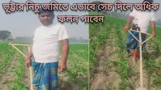ভূট্টার নিচু জমিতে কিভাবে সেচ দিলে অধিক ফলন পাবেন।। যেভাবে সেচ দিলে ভূট্টার ফলন বেশি হবে।
