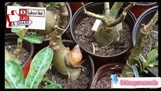 Patayin ang mga suso( kuhol)