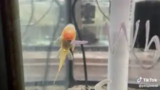Golden Bristlenose Pleco (Ancistrus sp.)