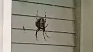 Im back early and there's a spider in my backyard YAYY!