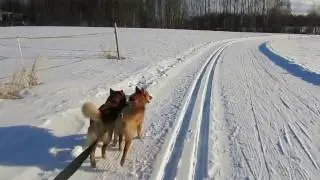Hiihtoa suomenpystykorvan kanssa MVI 2667