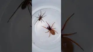 Spider Fight #gagamba #spiderfight #insects #arachnid #spider #ytshorts #yt #fight #dangerous #crawl
