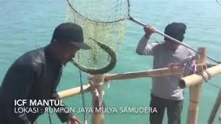 Mancing ikan tunul di rumpon cirebon