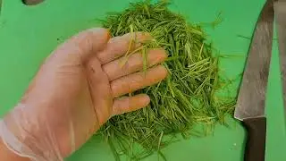 Scalion Bias Cut Sample