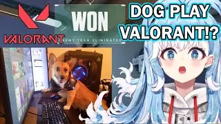 Kobo Let Her Dog Play Valorant! CIRENG the Corgi Gamer.