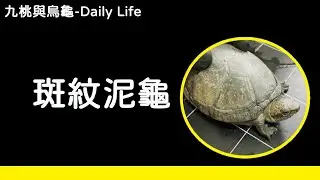 斑紋泥龜介紹【九桃來介紹爬蟲《Reptiles》】