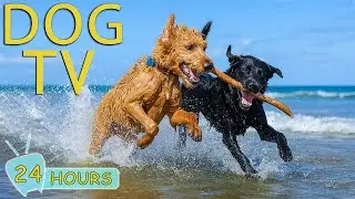DOG TV: Calming All-Day Videos with Soothing Music for Dogs When Home Alone - Best Music for Dogs