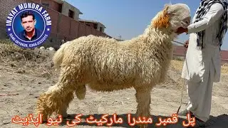 November 4, 2025 | Pull qambar goat market update today  | Bakra mandi update | inayat Mundra farm