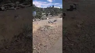 Yard waste removal by Junk Free Solutions in Reno, NV