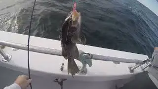 Black Sea Bass trip aboard the Katydid