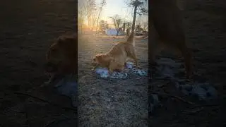 Sunrise Snow Play