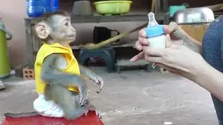Really Good!! Monkey Baby Donal Sit Waiting Mom Feed Milk In Ordinary