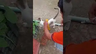 Cat problem solving 🐱