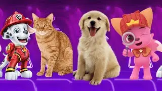 Paw Patrol vs Cat vsDog vs Pink fong inTiles Hop EDM Rush