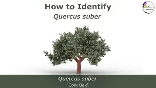 How to identify Quercus suber (cork Oak) - Drought-tolerant tree