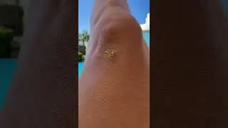 Baby mantis 🌱 #shorts #youtubeshorts #animals