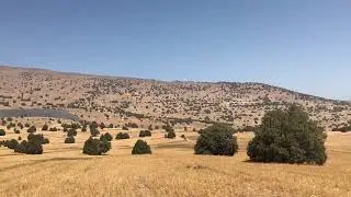 Juniper trees in an abandoned coal mine, north of Iran