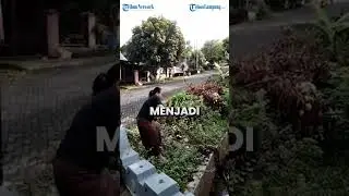 EMAK-EMAK NEKAT TANGKAP ULAR PITON DENGAN TANGAN KOSONG