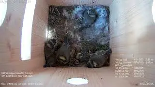 Blue Tit Nest Box Live Cam - Bristol - England