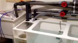 280gal custom Reef Savvy aquarium with the Ghost Overflow.