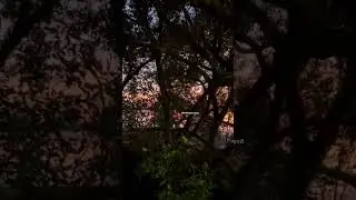 Beautiful sunset #reels  #australia  #shortvideo