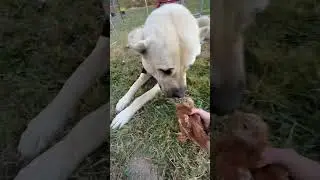 Chickens helps with a tick