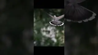 Beautiful Shot Of A Dove Flying Away                               #birds