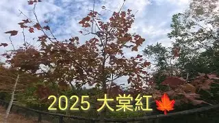 2025大棠紅葉