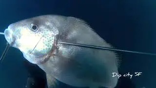 Spearfishing Dipolog City