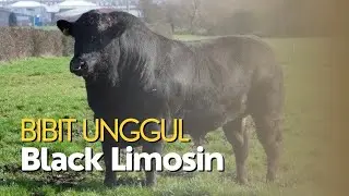 Bibit Unggul Black Limousin @bbib.singosari - Ternak Sapi yang Bikin Untung Besar