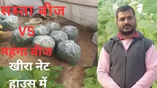 Low cost seed vs high cost seed |Cucumber Nethouse|Difference in production |Winter resistant|Khe...