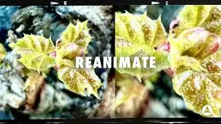 Reanimate - Jonathan Lloyd & Clif Norrell | Audio Network
