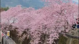 櫻花、李花繽紛競艷~2026草坪頭櫻花季  花多人多車多的大聚會