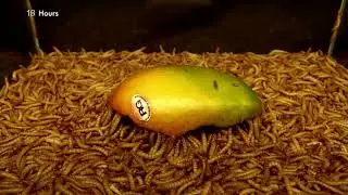TimeLapse | Mealworms eating #2 Mango, banana, avocado   10 000 worms!