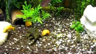Saugschmerlen - Kampf   im 200 Liter  Aquarium