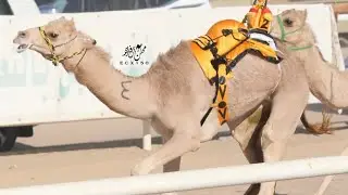 جباره : عائض عبيد محمد الفهيده المري