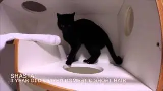 SHASTA - Featured on Comcast at the Humane Society of Utah