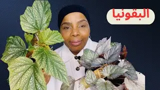 نبات البقونيا سقي وتجذير وتقليم