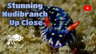 Hypselodoris dolfusi | The Mesmerizing Beauty of a Nudibranch