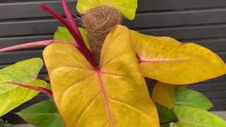 120cm Philodendron Painted Lady Mosspole | Rare House Plant | 24cm Pot | 120cm Height