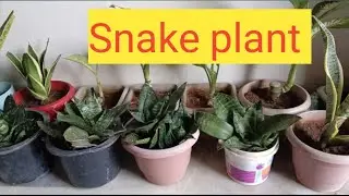 Snake plant/Best Indoor Air Purifing Plant 