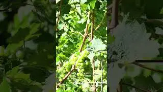 Defoliation shortly before the grape harvest to protect the valuable grapes from fungal disease.