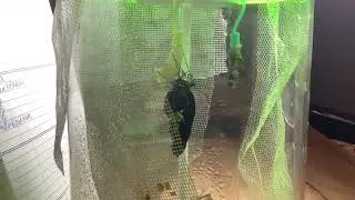 Вылупление Парусника Политес(Papilio polytes)