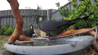 Australian Bird Bath Cam | 19/1/26 | yellow tail black cockatoos | rainbow lorikeets | crazy sounds