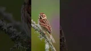 Tiny Migrant, Big Journey | Little Bunting Explained #Birds #Wildlife #NatureShorts #shorts