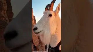 Against All Odds 🐐 | A Lesson About Strength & Survival