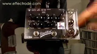 Blackbird Vacuum Tube Preamp