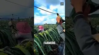 How LED Lights 🌟 Boost Dragon Fruit 🍍 Production #shorts #usa