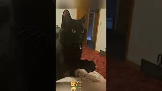 Cats talking