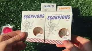 Is Eating Chocolate-Covered Bugs as Gross as It Sounds? My First Time Trying!